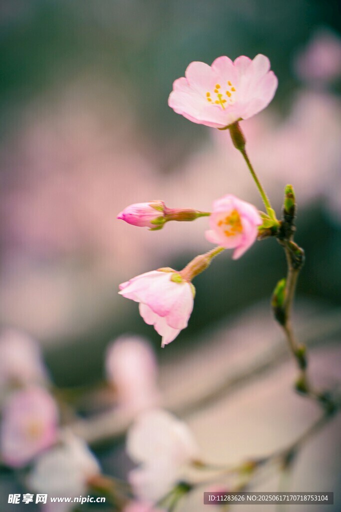 粉嫩樱花绽放枝头