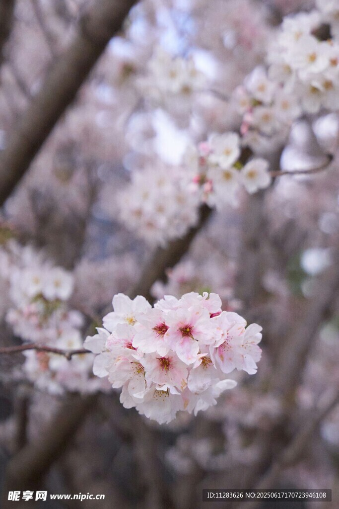 枝头绽放的粉嫩樱花