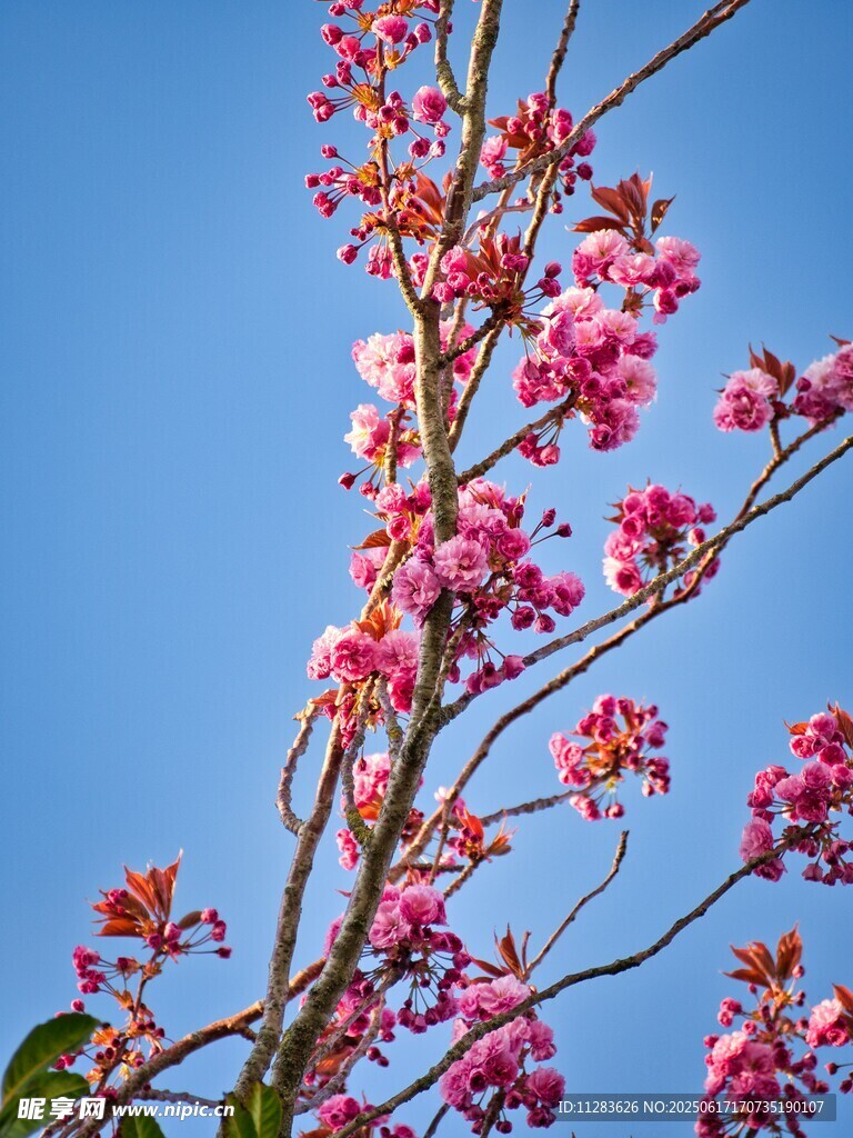 蓝天映衬下的绚烂梅花
