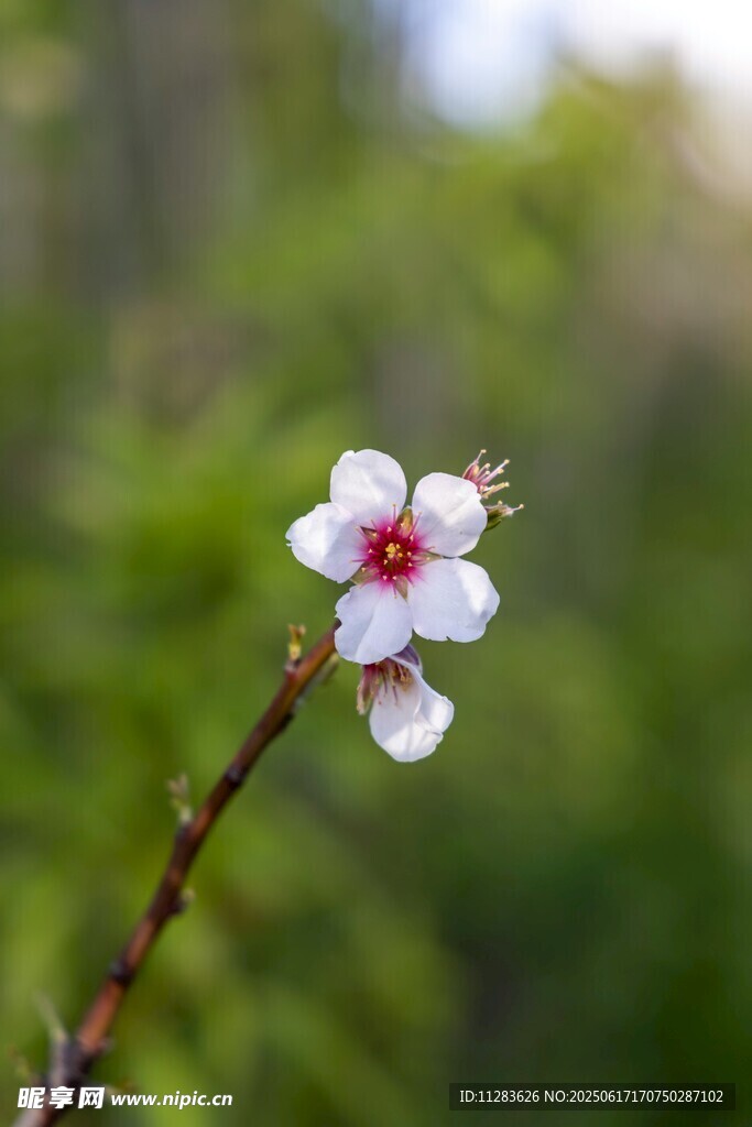 枝头绽放的娇艳桃花