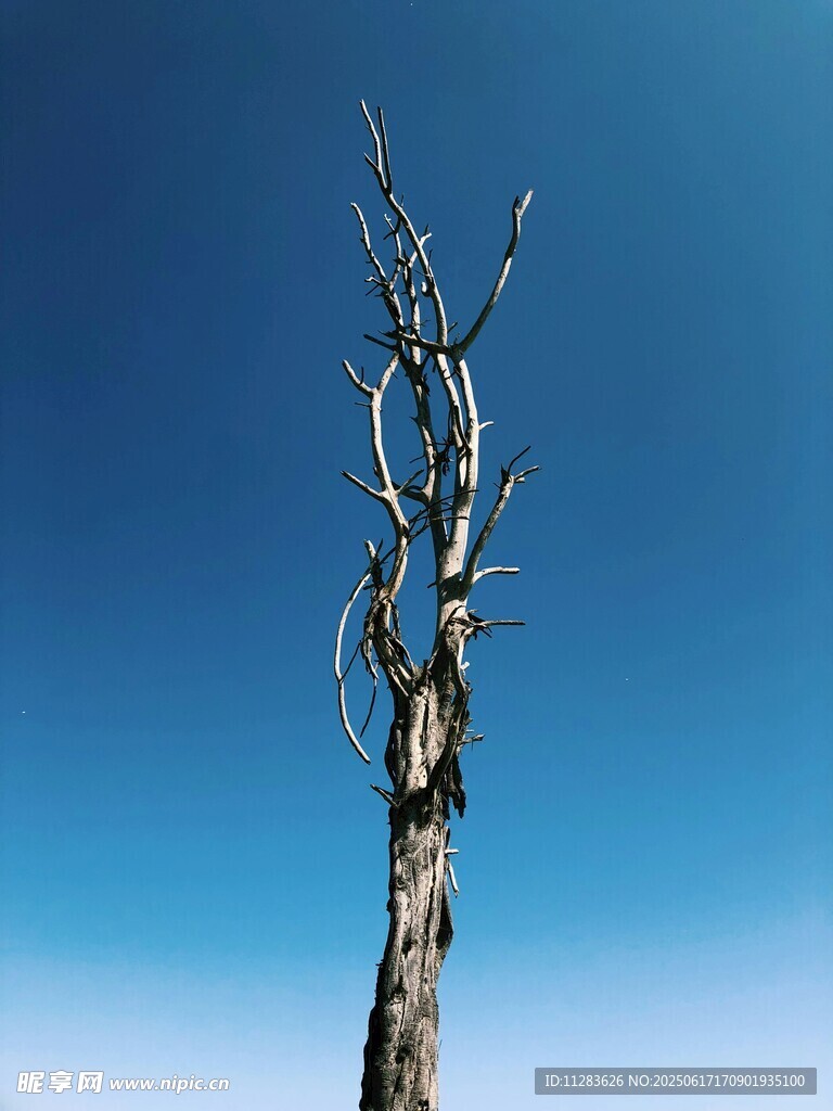 蓝天之下的孤独枯树