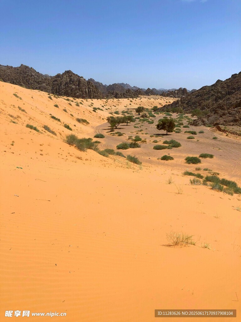 金黄沙漠中的稀疏植被