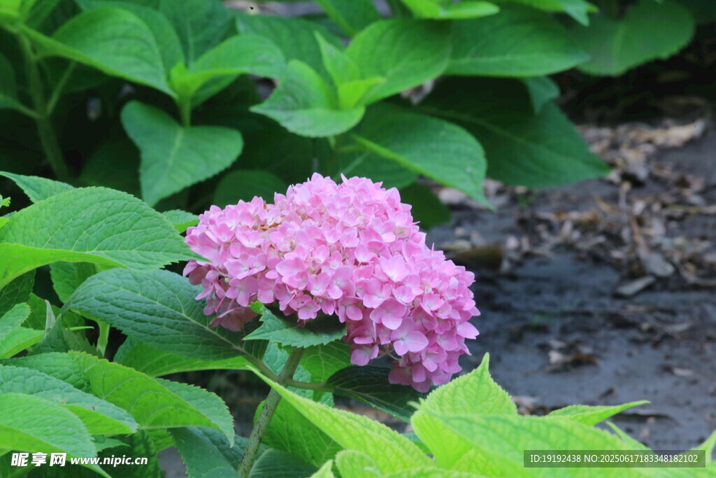 绣球花  