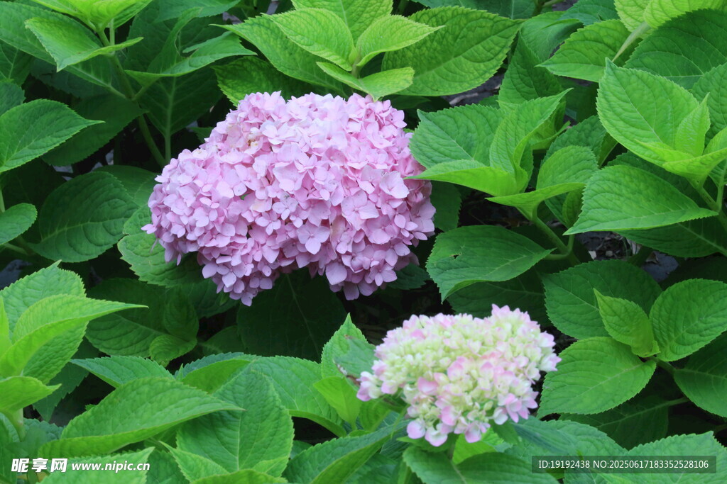 绣球花 