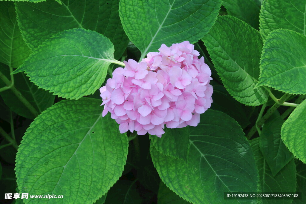 绣球花 