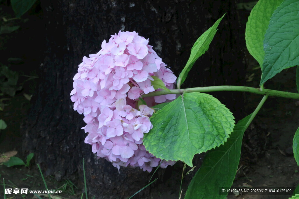 绣球花  