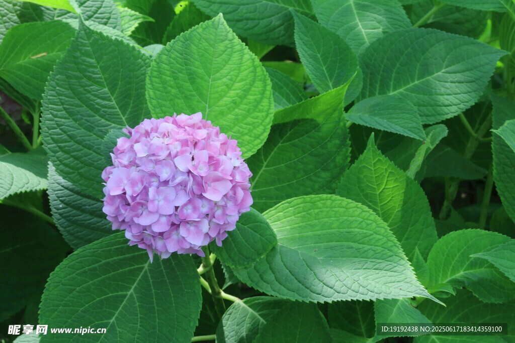 绣球花  