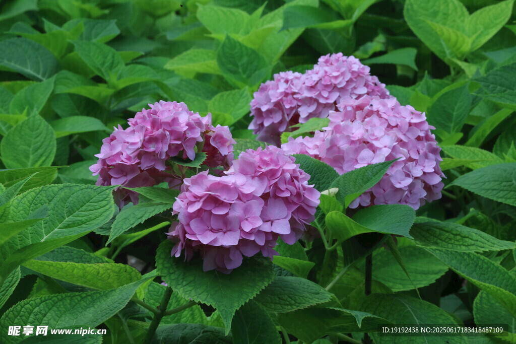 绣球花  