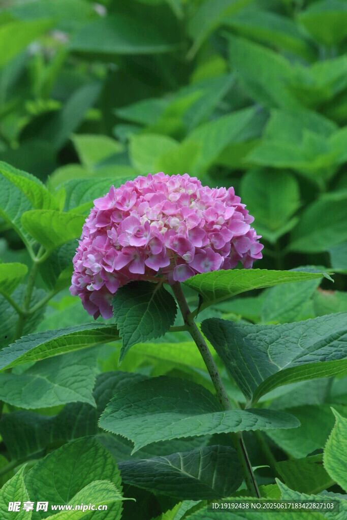 绣球花  