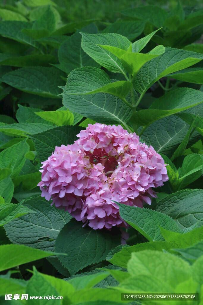 绣球花 