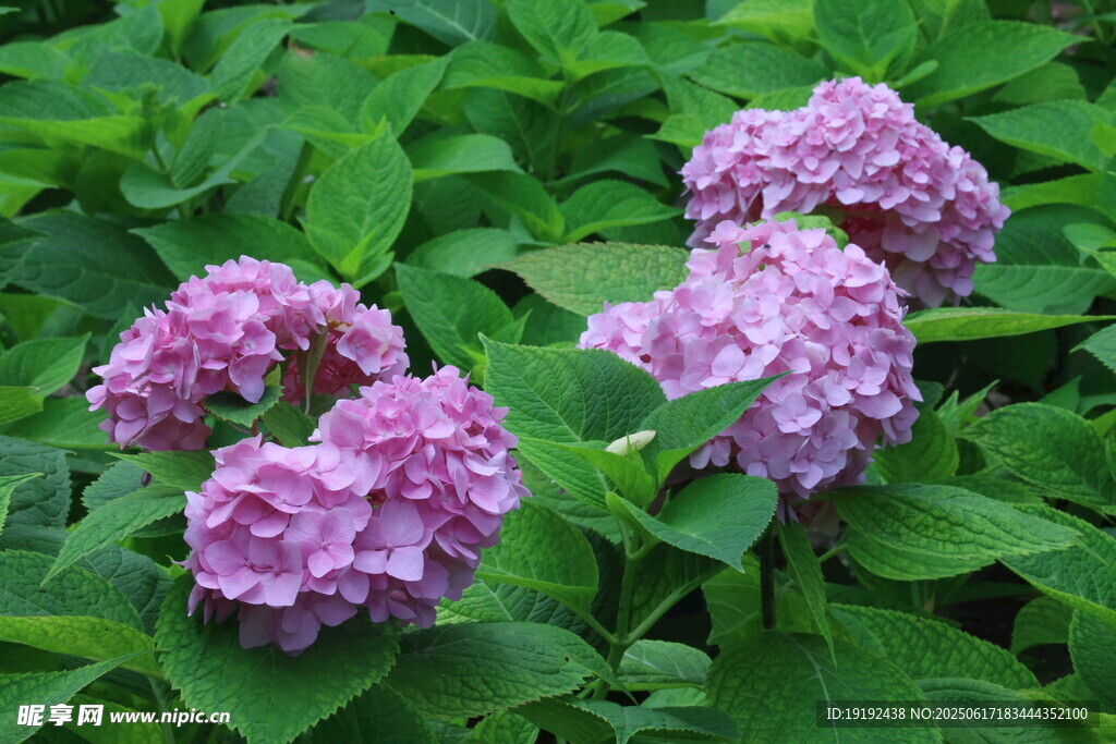 绣球花 