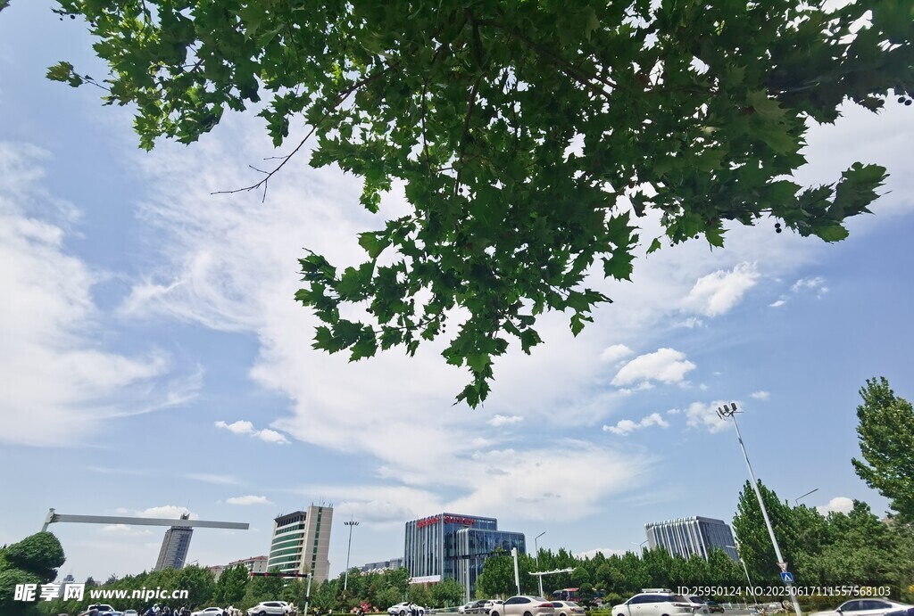 城市绿荫下的晴朗天空