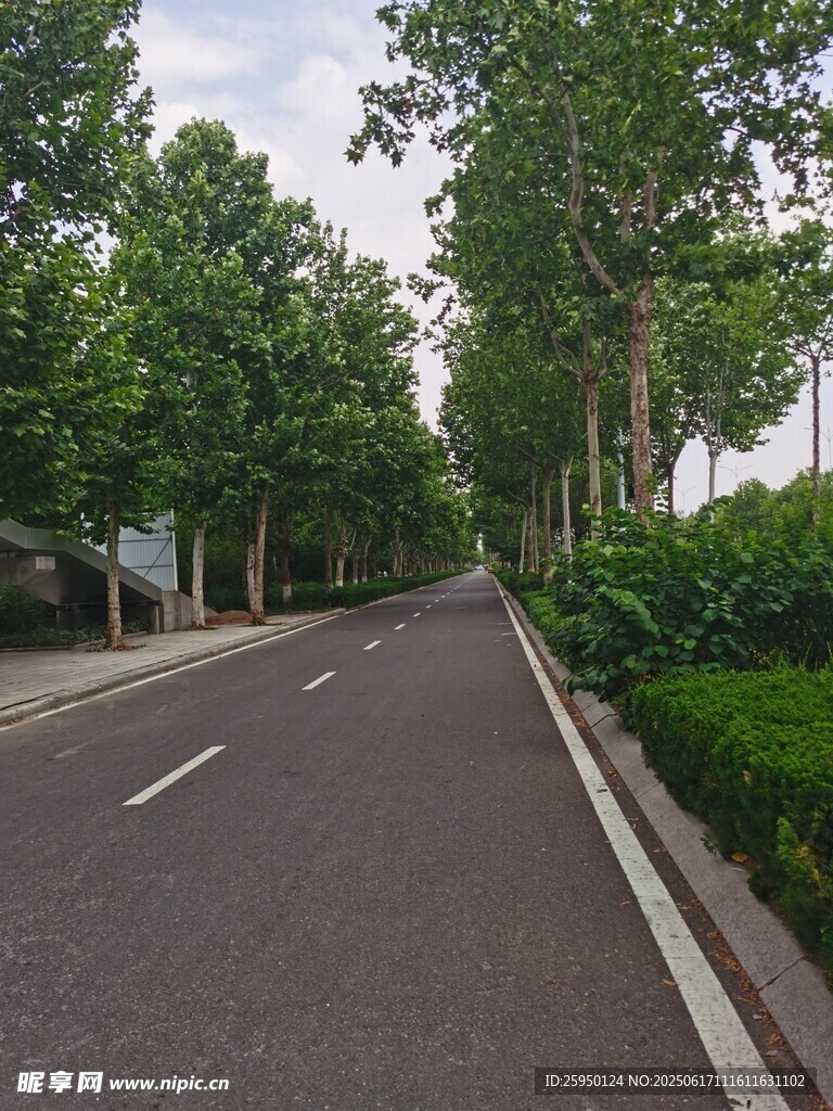 林荫大道