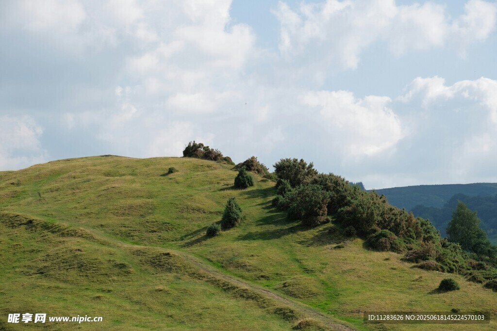 绿意盎然的山坡美景