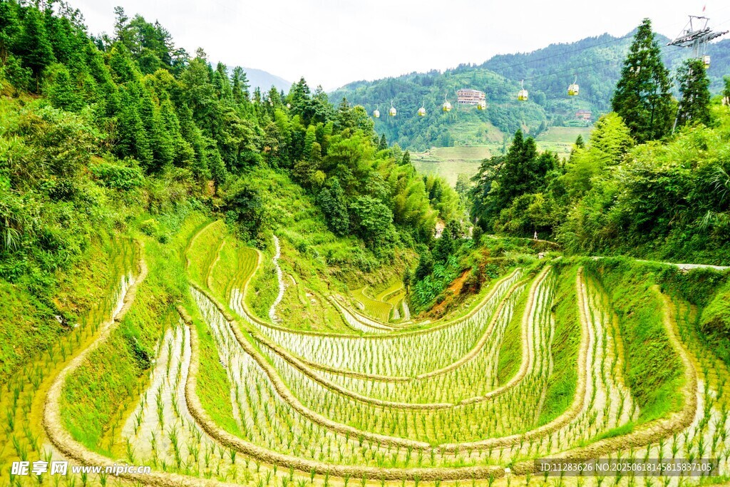 翠绿梯田