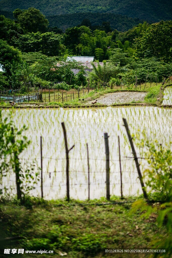 田园风光中的木栅栏与绿植