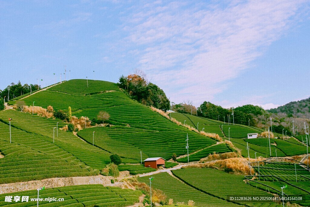 翠绿山坡田园风光美景
