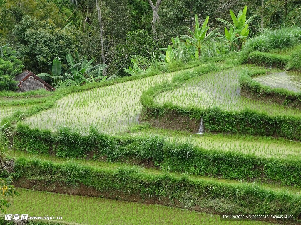 翠绿梯田美景