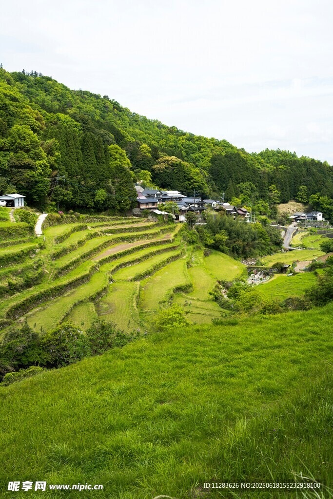 翠绿梯田中的宁静村落