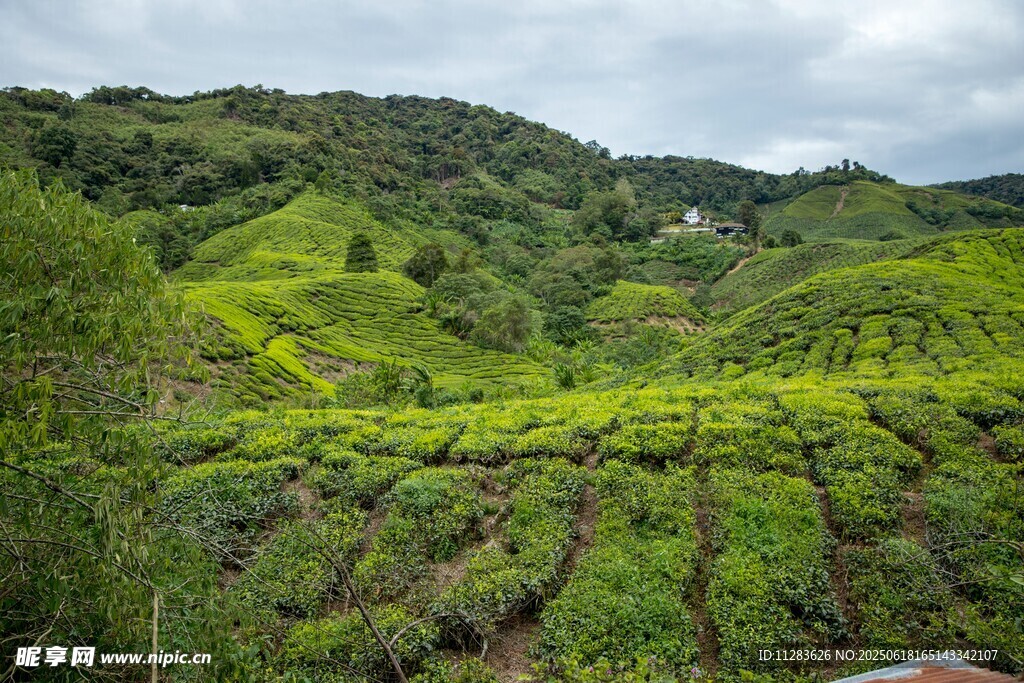 翠绿山坡上的整齐茶园
