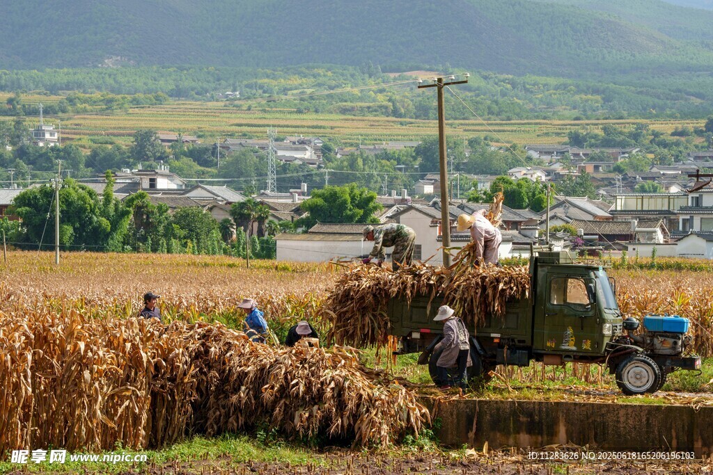 秋日田间农机忙碌景象