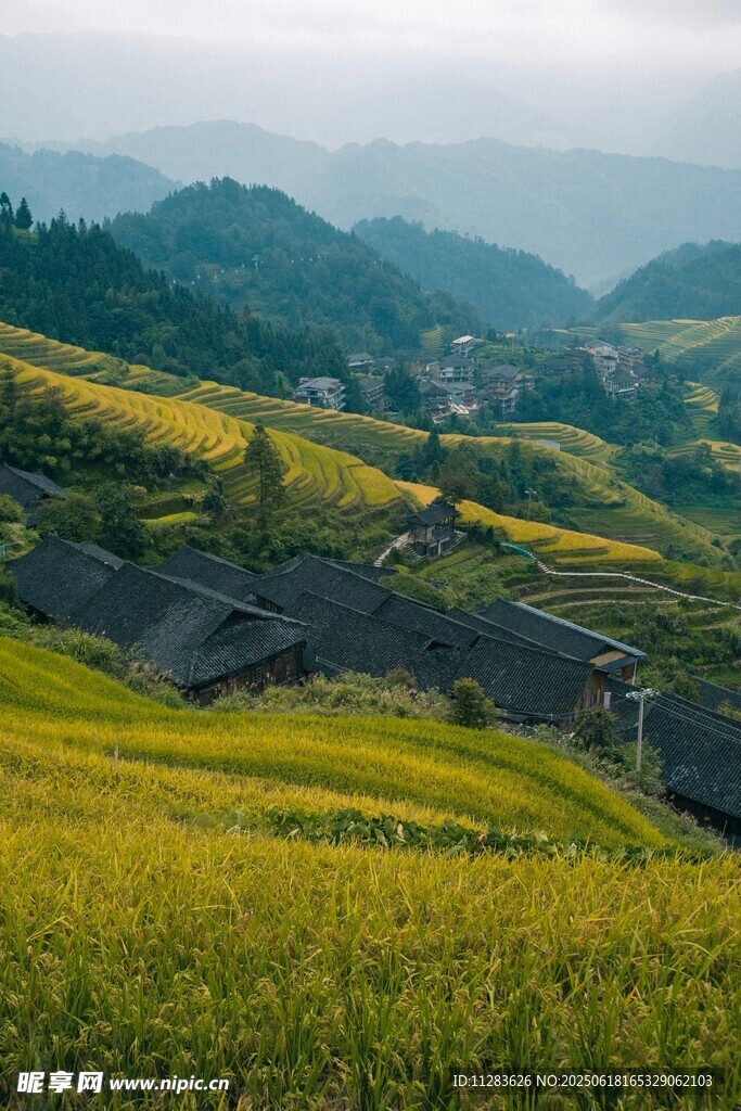 山间金黄梯田美景