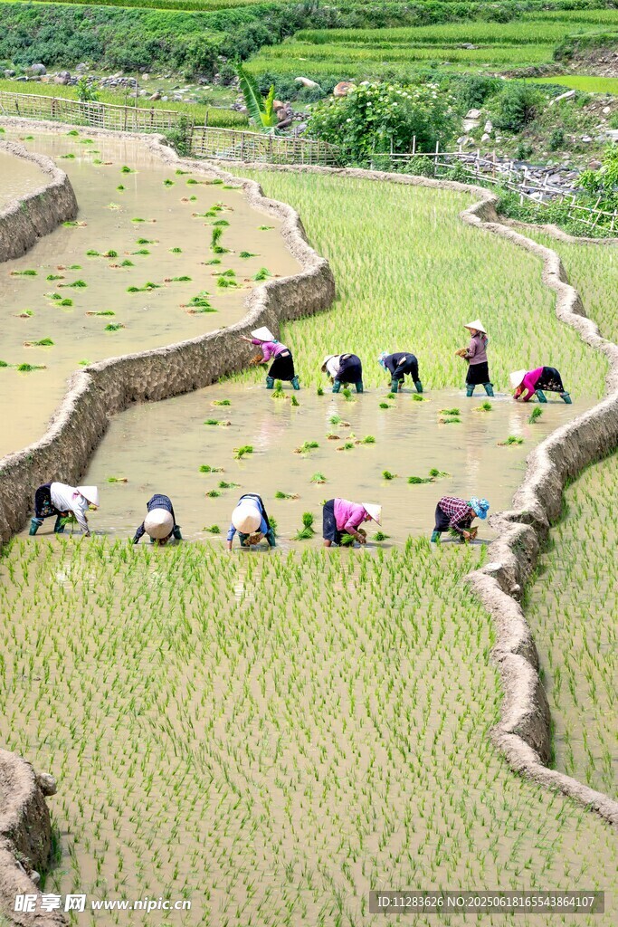 梯田上的农耕劳作场景