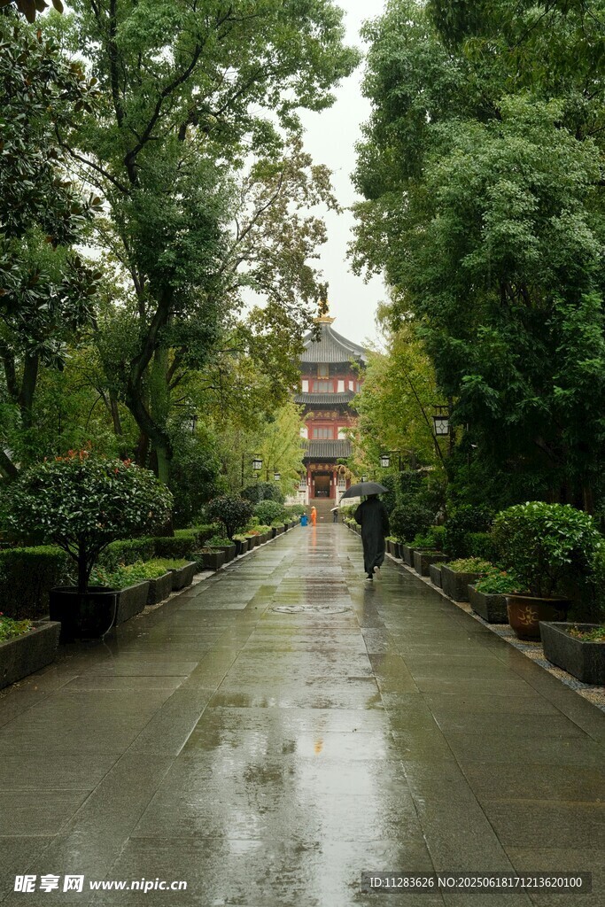 雨中漫步的林荫小道