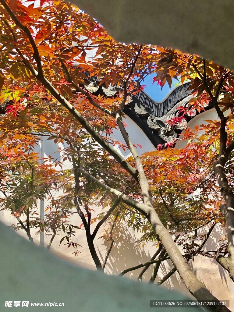 秋日掩映中式院墙