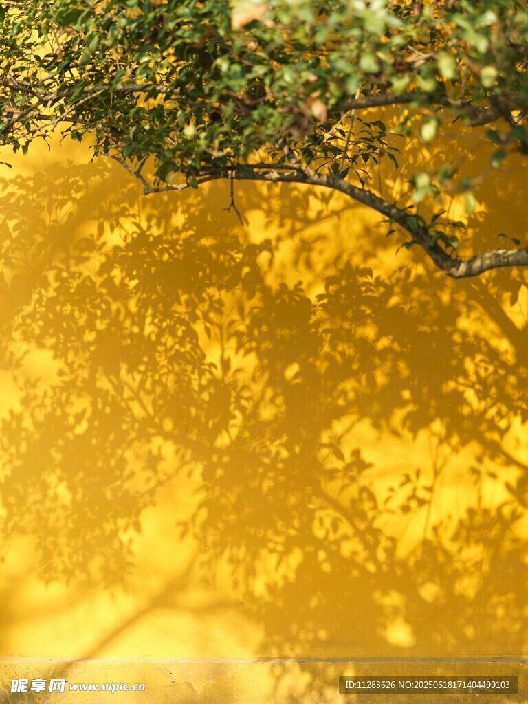 金黄树林中的斑驳光影