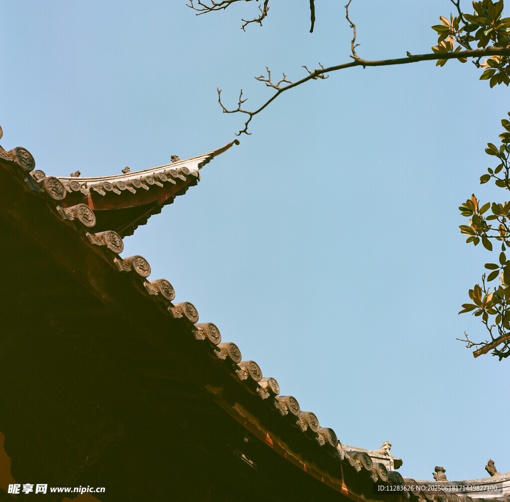 中式屋檐与枝头蓝天景致