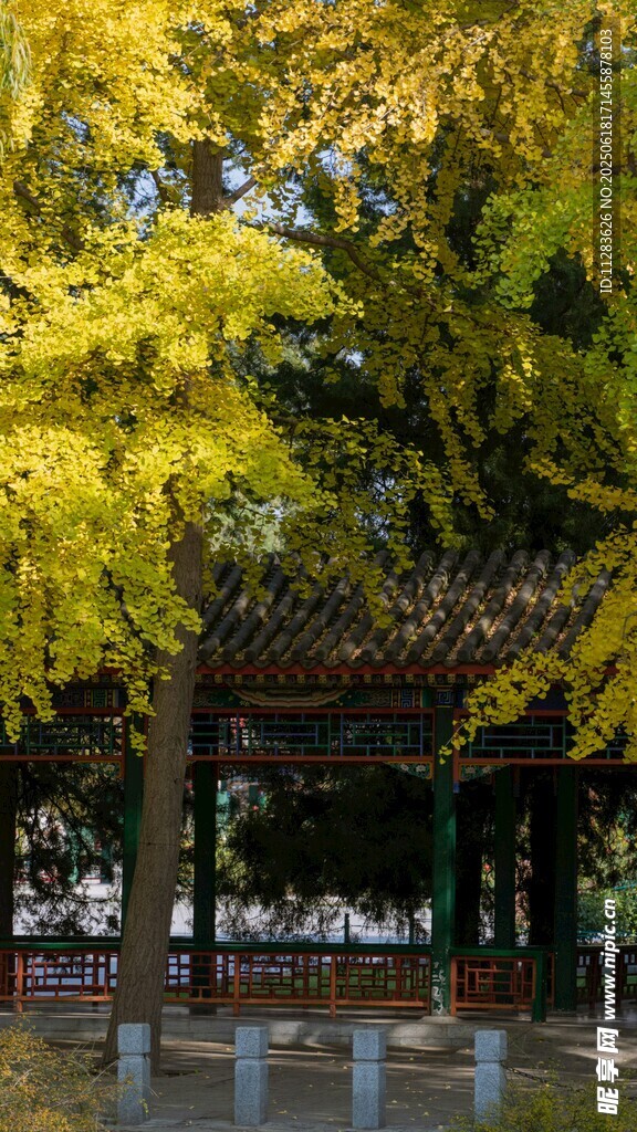 秋日亭畔金黄银杏美景