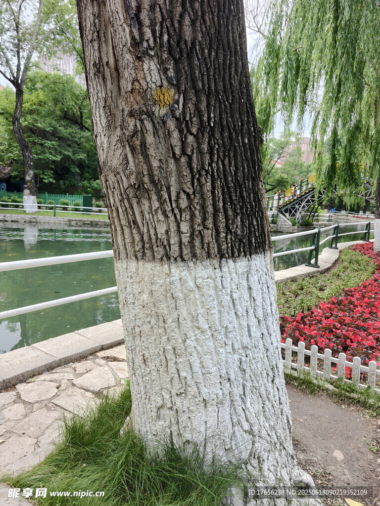 树干底部涂白的公园景色