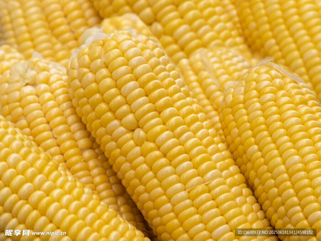 金黄饱满的新鲜玉米棒