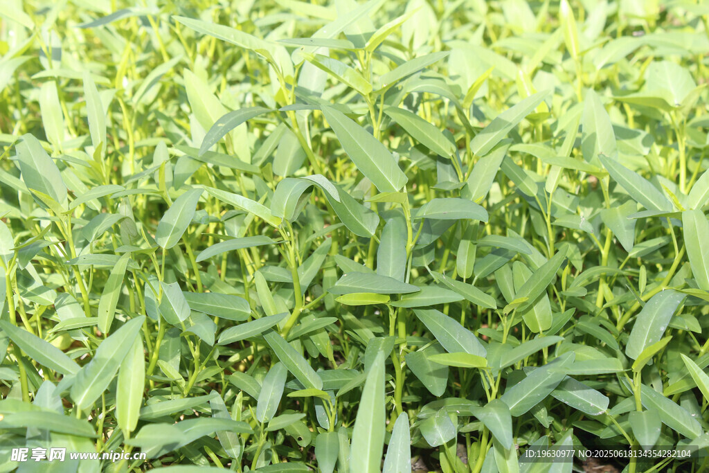 翠绿葱郁的植物景观