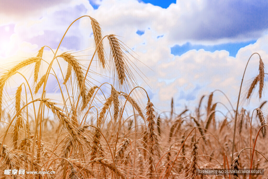 金黄麦田沐浴灿烂阳光
