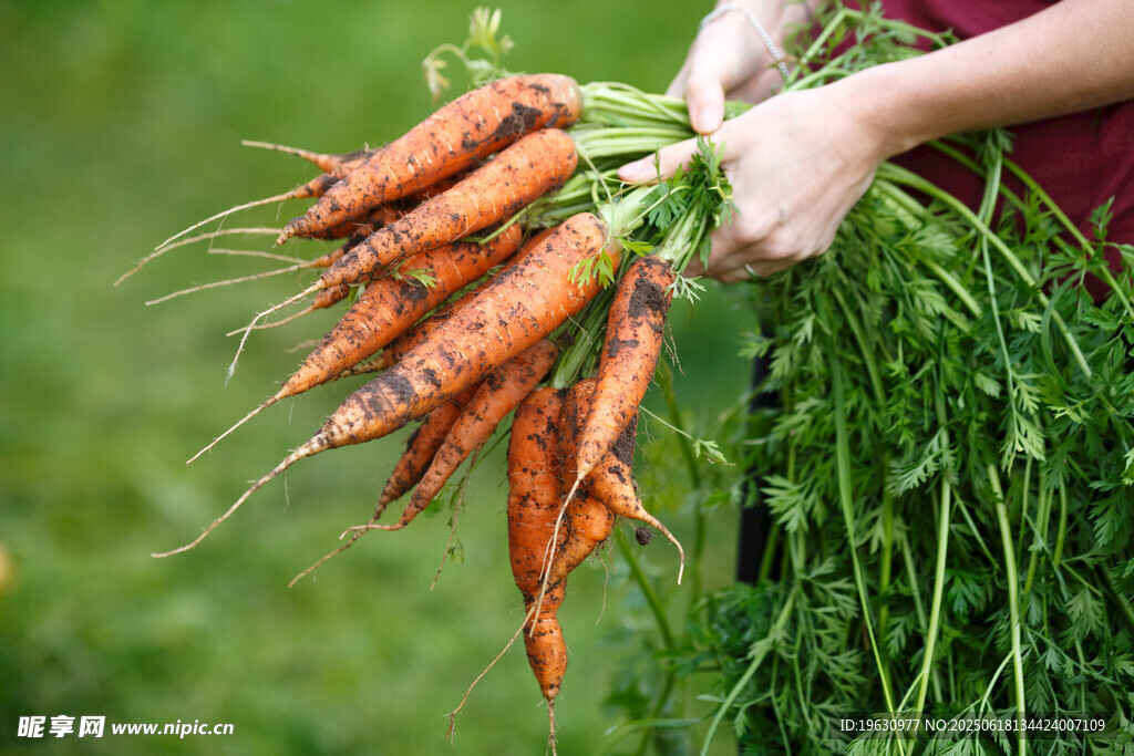 手捧新鲜胡萝卜的田园景象