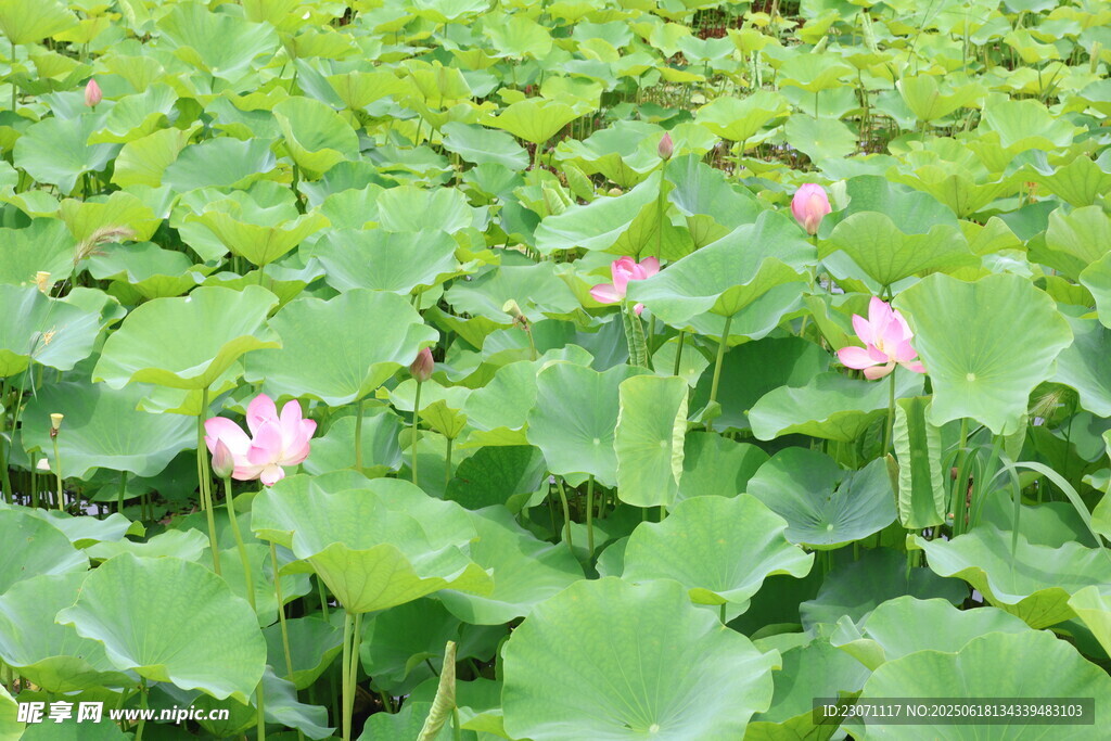 荷花