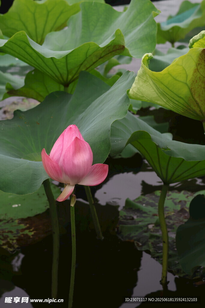 荷花