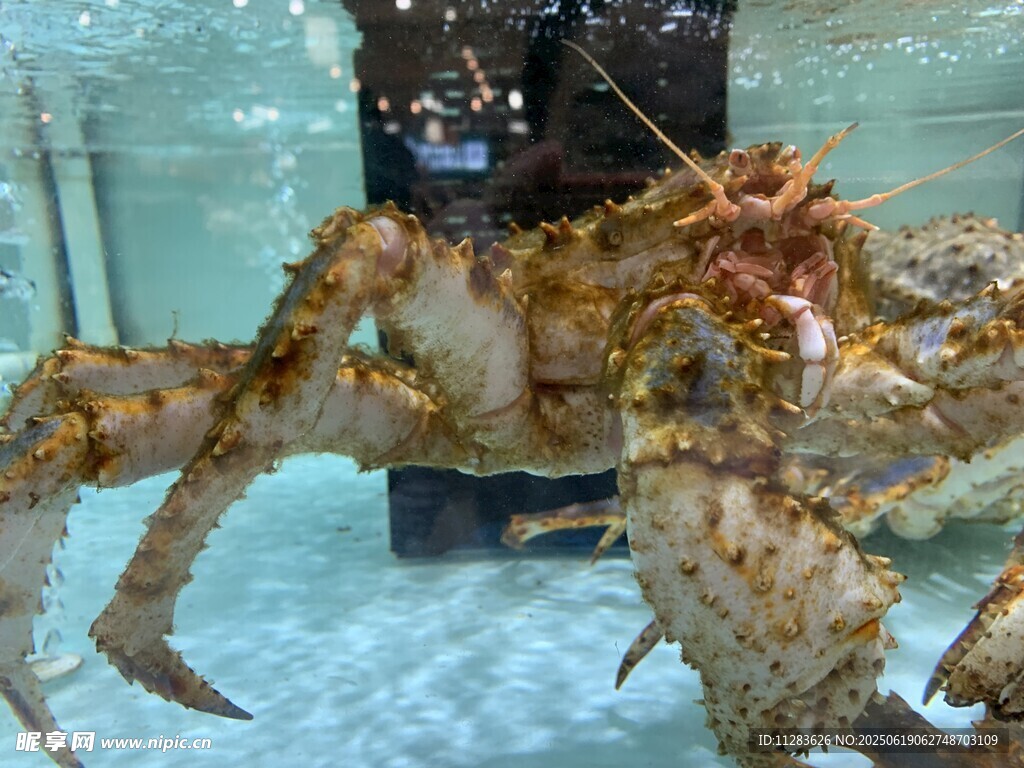 凶猛大螃蟹展示威武身姿