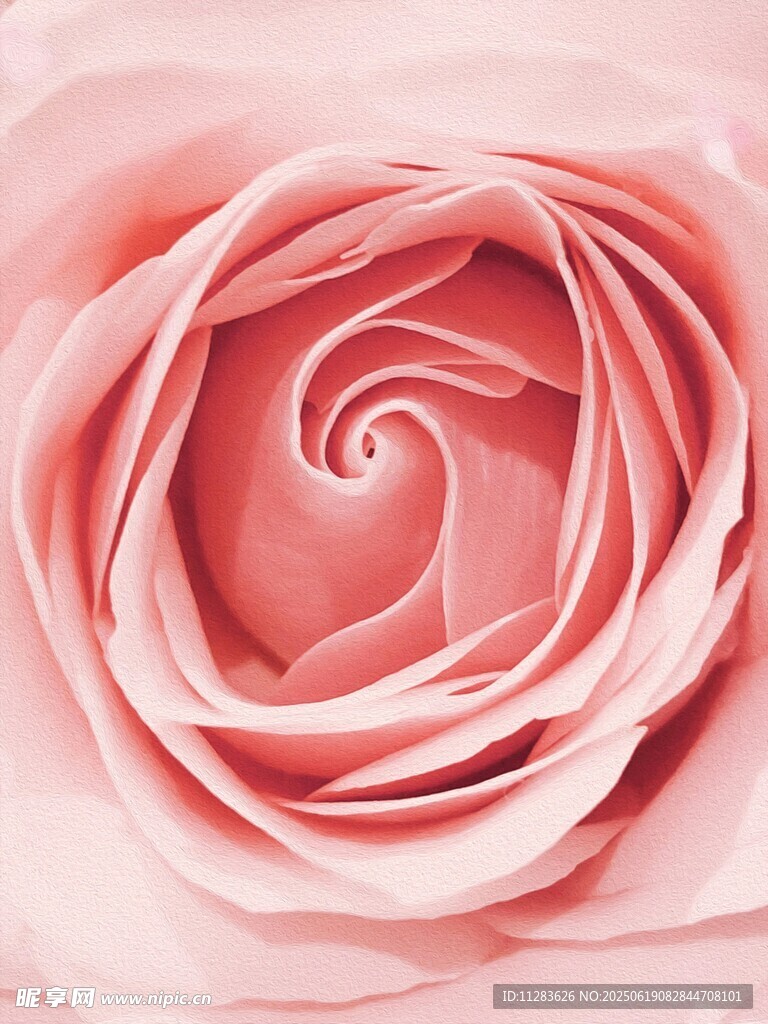 粉色柔美玫瑰花特写
