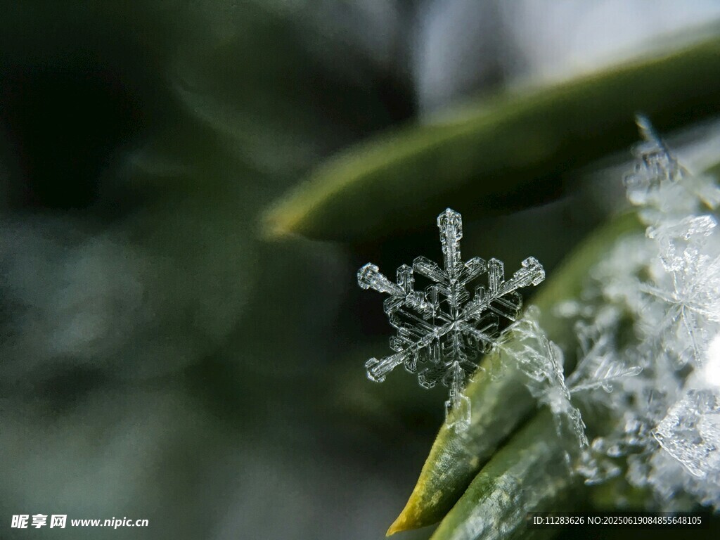 叶片上的精致雪花