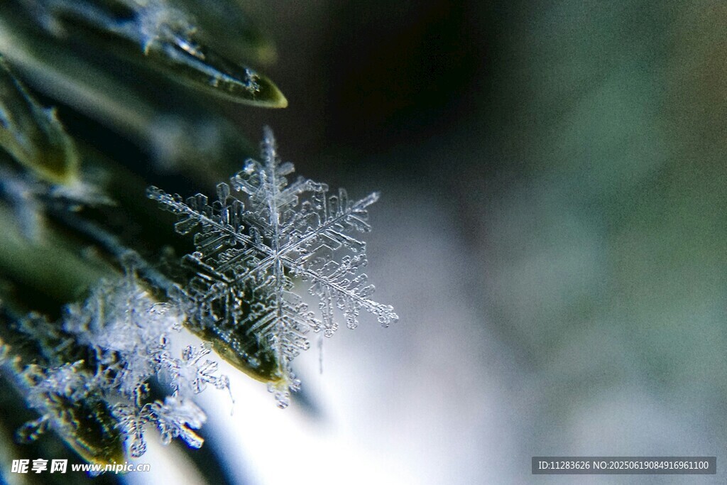 晶莹雪花落于翠绿松枝