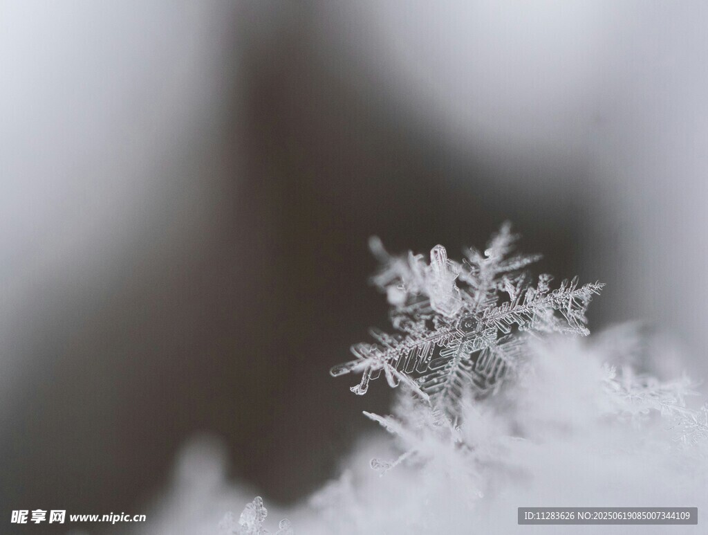 微距下的精致雪花