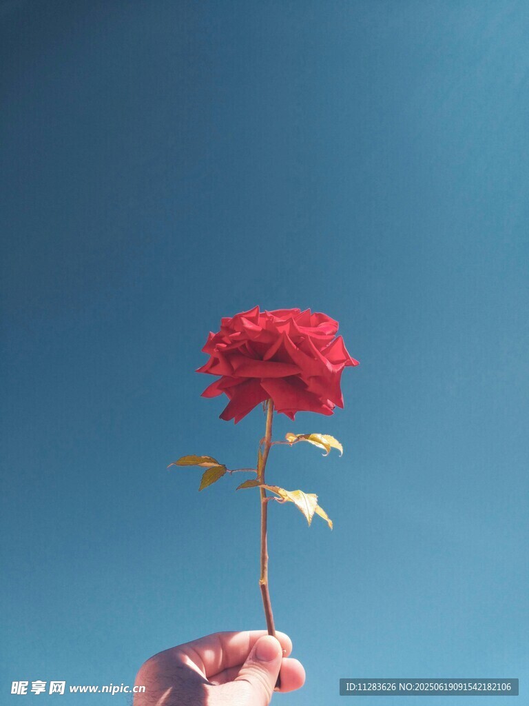 手捧娇艳红玫瑰