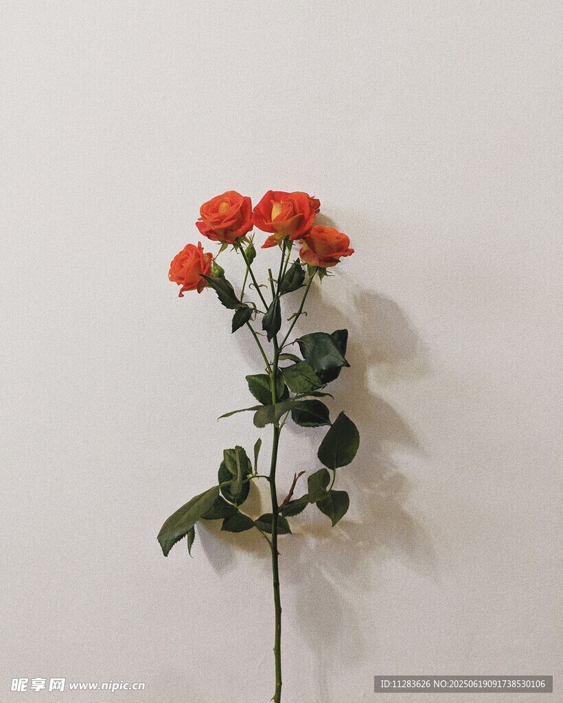单枝橙红色月季花特写