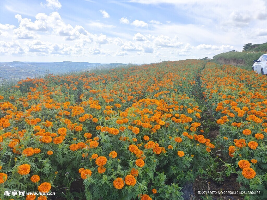 万寿菊花