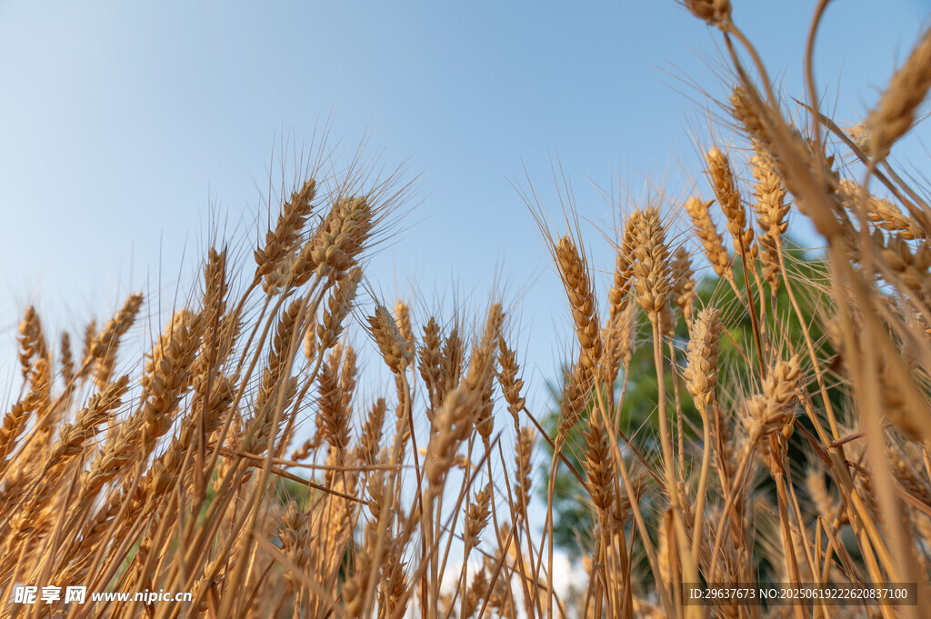 金黄麦田蓝天映衬的丰收景