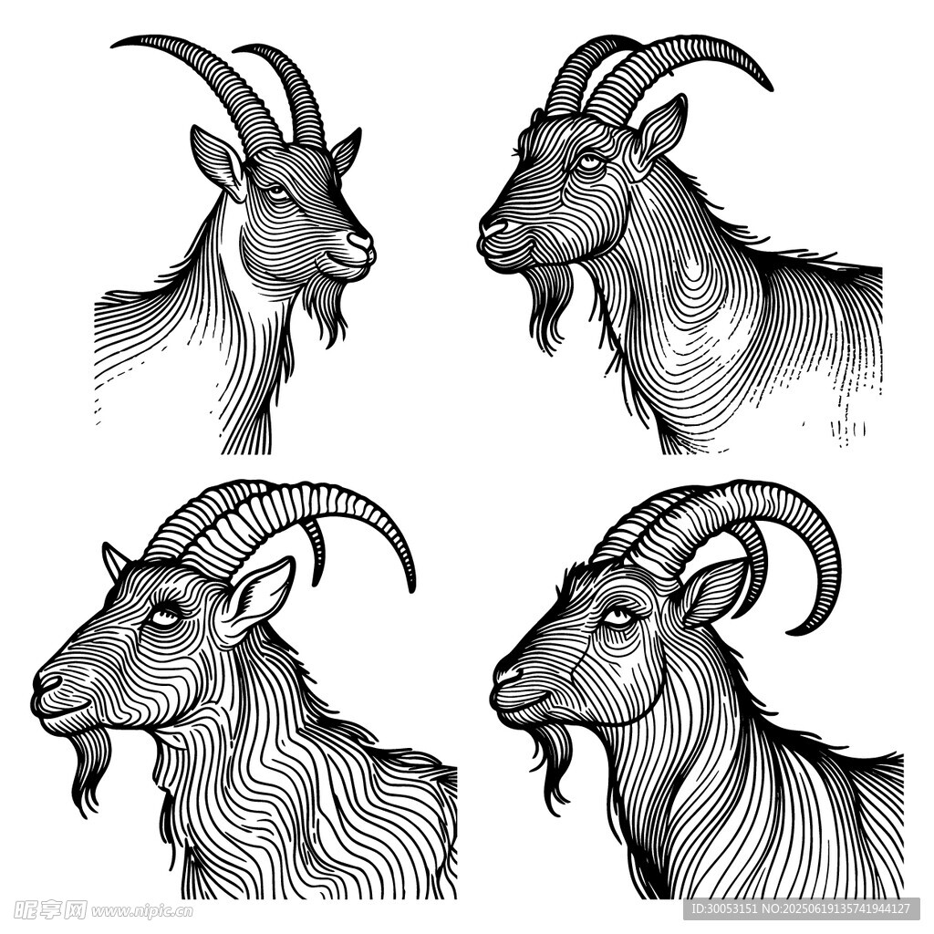四幅山羊头部素描图