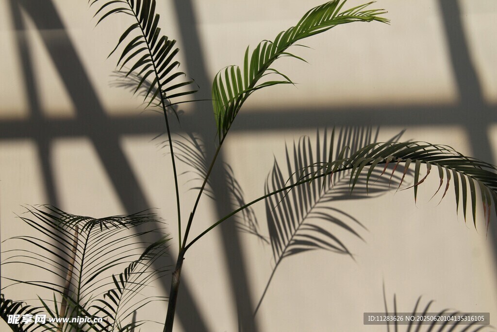 窗边绿植光影之美